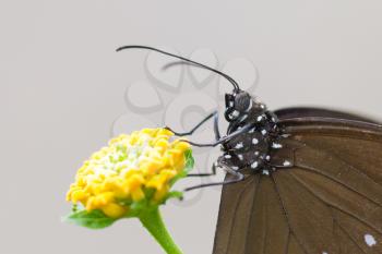 Butterfly resting (Euploea core), close-up, selective focus