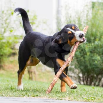 Young Sennenhund, playing with long branch, playfull look in eyes