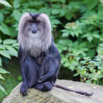 Lion-tailed Macaque (Macaca silenus) in it's natural habitat