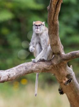 Patas monkey (Erythrocebus patas), also known as the hussar monkey