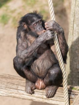 Adult bonobo playing with a large rope