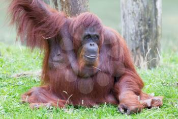 Orang utan resting  in it's natural habitat