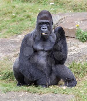 Silver backed male Gorilla, enjoying some fruit