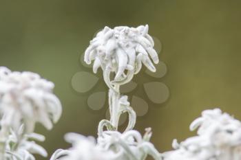 Close-up of an Edelweiss flower, selective focus