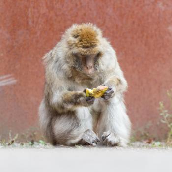 Barbary Macaque (Macaca sylvanus) eating, selective focus