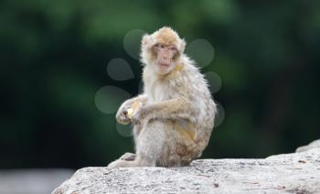 Barbary Macaque (Macaca sylvanus) eating, selective focus