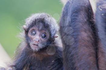 Spider monkey (Ateles fusciceps), infant and it's mother