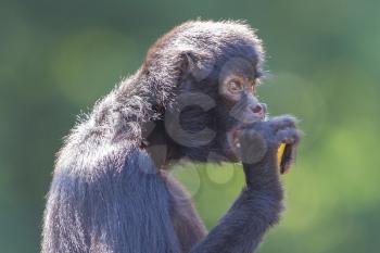 Spider monkey (Ateles fusciceps) eating a piece of fruit