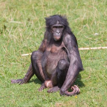 Adult bonobo sitting on the green grass