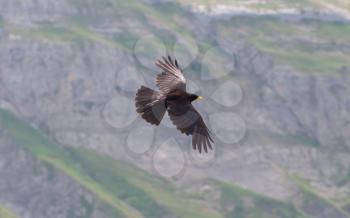 Alpine Chough (Pyrrhocorax graculus) flying in the mountains