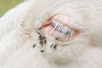 Troublesome flies in the cow's eye, Switzerland
