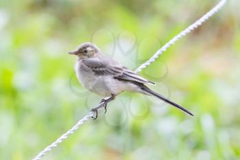 Yellow wagtail, female, perching on a fence, summer