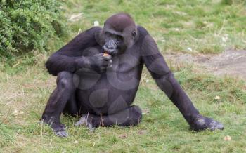 Adult gorilla eating a piece of fruit