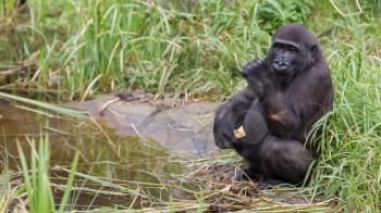 Young gorilla eating a piece of fruit