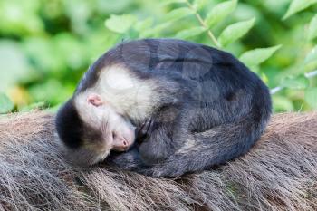 Capuchin monkey (Cebus capucinus) sleeping in the open air