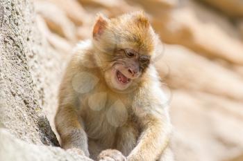 Grumpy Barbary Macaque (Macaca sylvanus) resting, selective focus