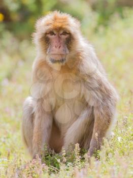 Barbary Macaque (Macaca sylvanus) resting, selective focus