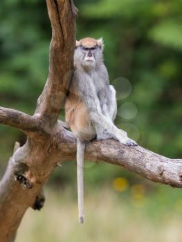 Patas monkey (Erythrocebus patas), also known as the hussar monkey