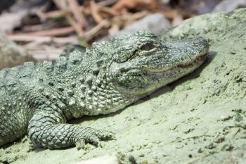 Crocodile resting and enjoying a warm light