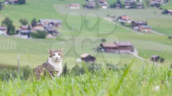 Cat sitting in a large green field, Switzerland
