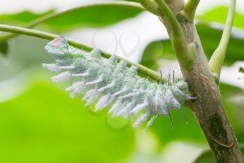 Attacus atlas moth Caterpillar on a green tree