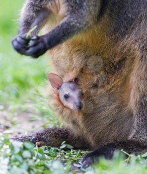 Wallaby with a young joey in mothers pouch