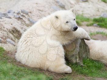 Young polarbear resting on a large rock