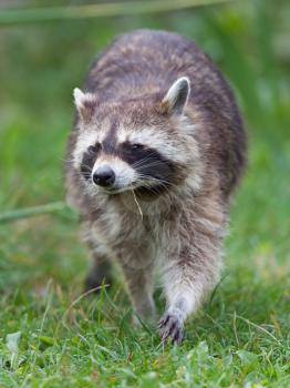 Close-up portrait of an adult raccoon, natural habitat