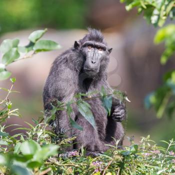 Adult Celebes crested Macaque in a tree