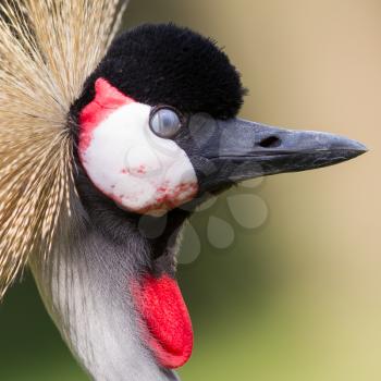 Close-up of a crowned crane (zoo, Holland)
