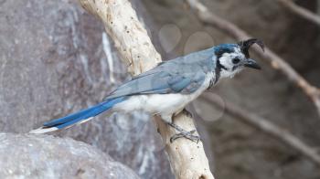 Blue bird, white-throated Magpie-Jay (Calocitta formosa) perching on a branch