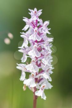 Wild orchid (orchis) in beams of the summer sun