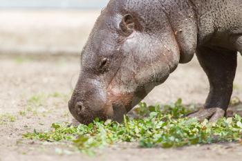 Pygmy hippopotamus (Choeropsis liberiensis) eating green leaves
