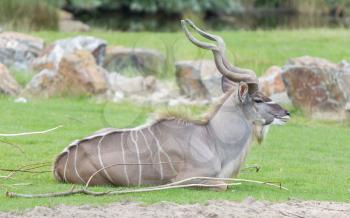 Kudu resting on a green field, Holland