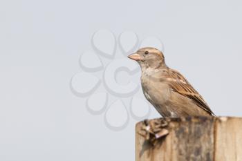 Sparrow on a pole, grey sky in the background