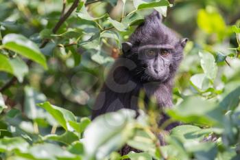 Young Celebes crested Macaque in a tree