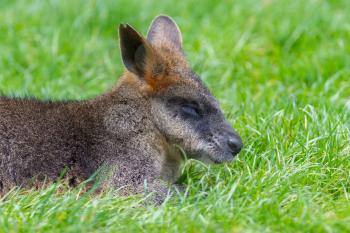 Kangaroo: Wallaby close-up portrait, eating in peace