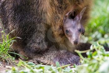 Wallaby with a young joey in mothers pouch