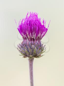 Thistle flower isolated, selective focus, macro shot