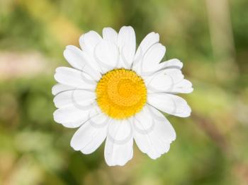 Closeup of a beautiful yellow and white Marguerite, Daisy flower