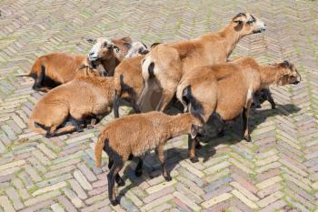 Flock of goats on a dutch road