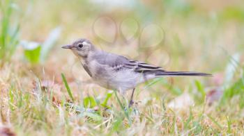 Yellow wagtail, female, perching in grass, summer