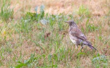 Young song thrush (Turdus philomelos) in the grass