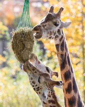 Three giraffes eating hay from feeder at zoo