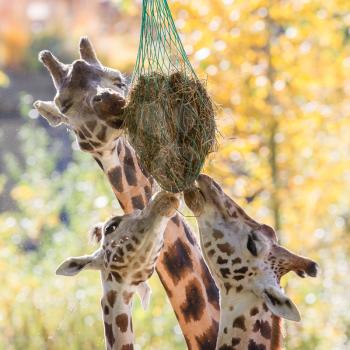 Three giraffes eating hay from feeder at zoo