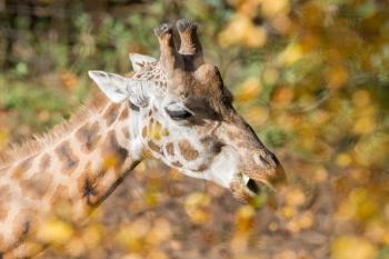Single giraffe feeding, photographed through the leaves, selective focus