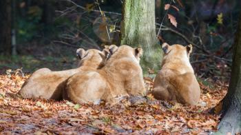 Three Lionesses enjoying the sun during autumn