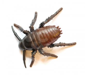 Plastic cockroach isolated on a white background
