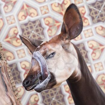 Close-up of an okapi seeking some attention