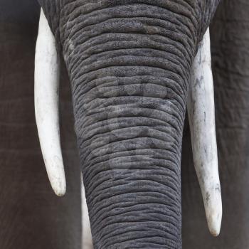 Close up of an African elephants nose and tusks - selective focus
